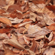 Illustration for article titled Shooting Challenge: Fall Leaves Gallery